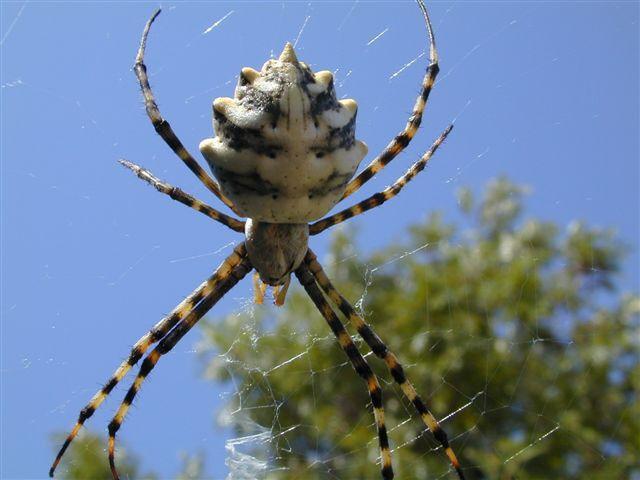 Argiope_lobata_D3794_Z_85_-_-.jpg