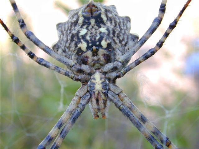 Argiope_lobata_D3795_Z_80_-_-.jpg