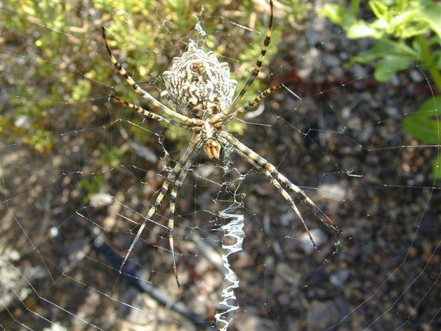 Argiope_lobata_D3796_Z_75_-_-.jpg