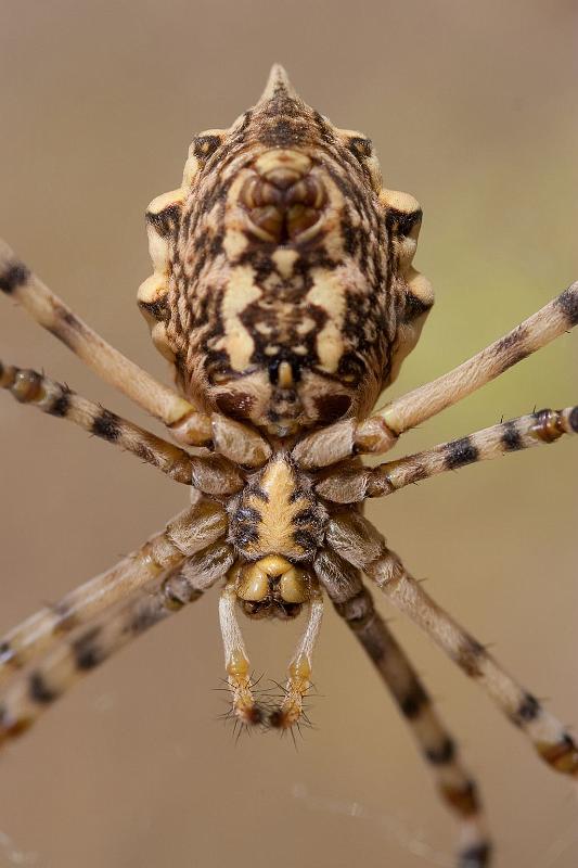 Argiope_lobata_D5901_Z_85_Tenerife_Spanje.jpg