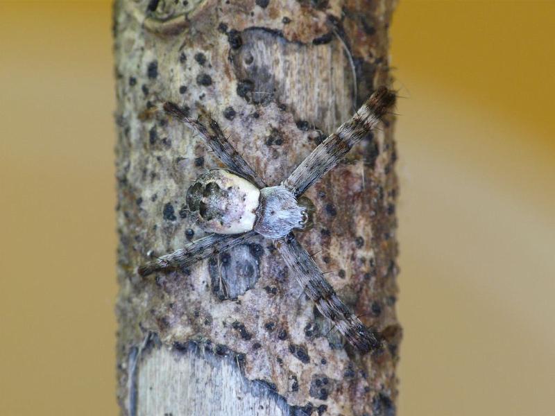 Argiope_lugubris_D6886_Z_88_Brisbane_Australie.jpg