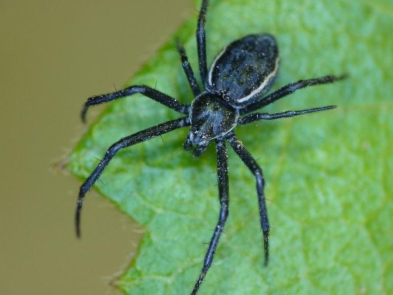 Argiope_ocyaloides_D6272_Z_87_Brisbane_Australie.jpg