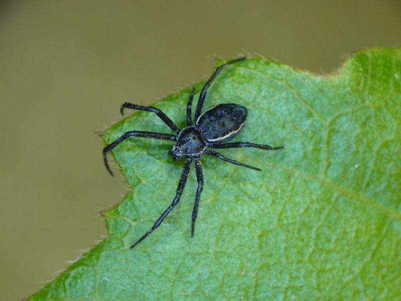 Argiope_ocyaloides_D6273_Z_88_Brisbane_Australie.jpg