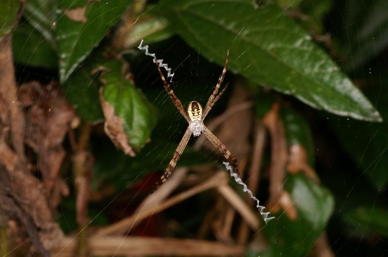 Argiope_picta_D5318_Z_90_Daintree-Cookstown_Australie.jpg