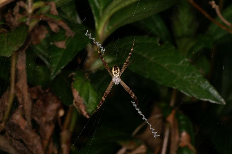 Argiope_picta_D5319_Z_89_Daintree-Cookstown_Australie.jpg