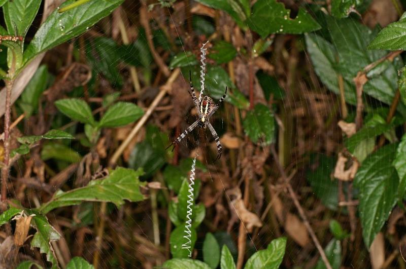 Argiope_picta_D5320_Z_89_Daintree-Cookstown_Australie.jpg