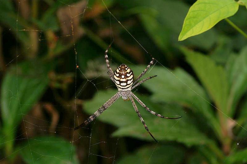 Argiope_picta_D5321_Z_91_Daintree-Cookstown_Australie.jpg