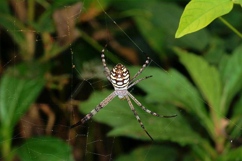 Argiope_picta_D5322_Z_90_Daintree-Cookstown_Australie.jpg