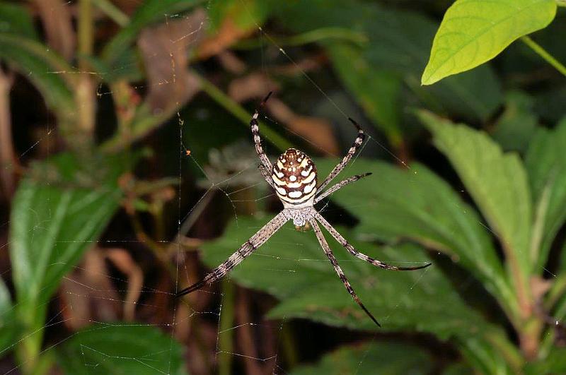 Argiope_picta_D5323_Z_90_Daintree-Cookstown_Australie.jpg