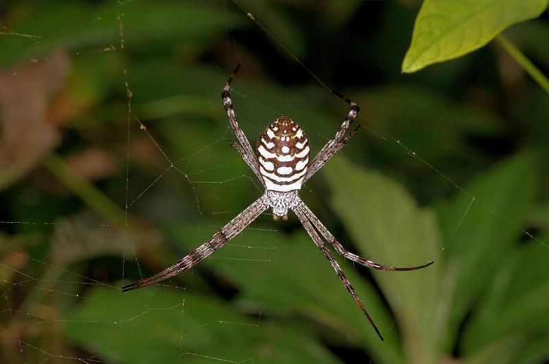 Argiope_picta_D5324_Z_90_Daintree-Cookstown_Australie.jpg