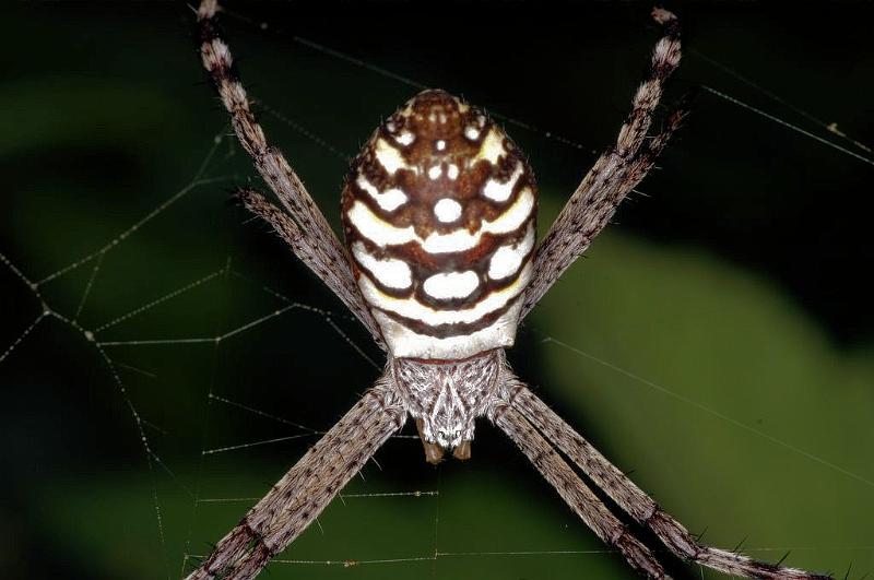 Argiope_picta_D5325_Z_90_Daintree-Cookstown_Australie.jpg