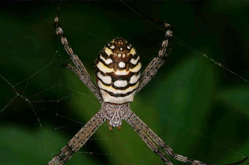 Argiope_picta_D5326_Z_89_Daintree-Cookstown_Australie.jpg