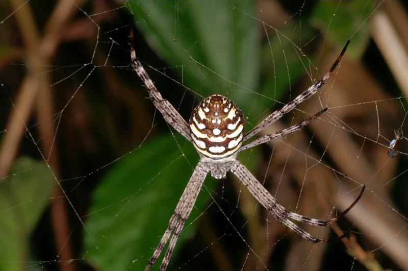 Argiope_picta_D5328_Z_88_Daintree-Cookstown_Australie.jpg