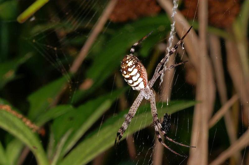 Argiope_picta_D5329_Z_90_Daintree-Cookstown_Australie.jpg