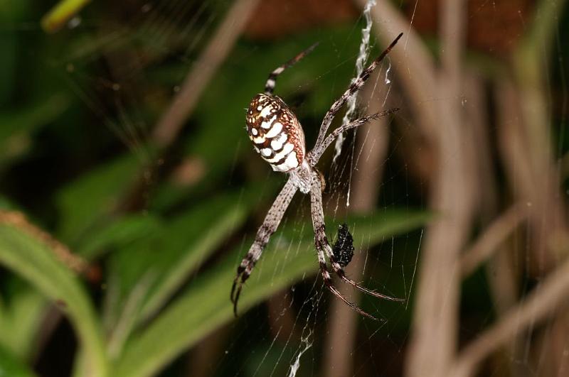 Argiope_picta_D5330_Z_89_Daintree-Cookstown_Australie.jpg