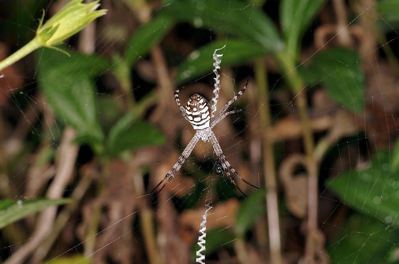 Argiope_picta_D5331_Z_90_Daintree-Cookstown_Australie.jpg