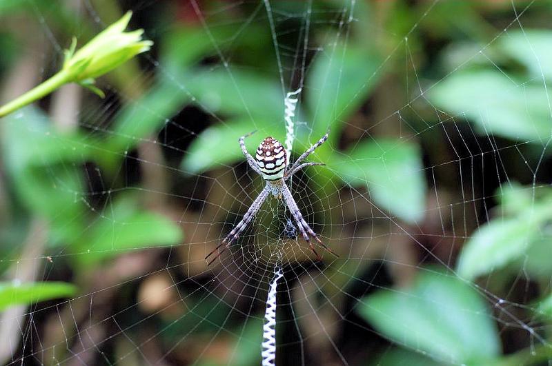 Argiope_picta_D5332_Z_90_Daintree-Cookstown_Australie.jpg