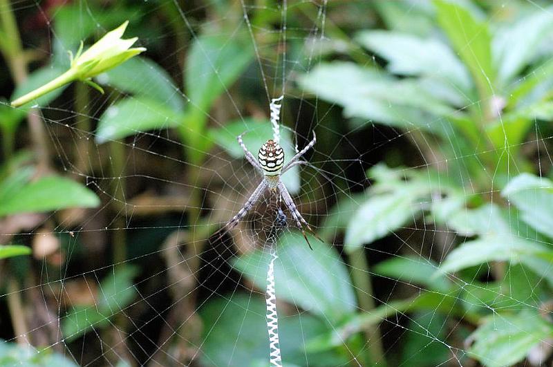 Argiope_picta_D5333_Z_88_Daintree-Cookstown_Australie.jpg