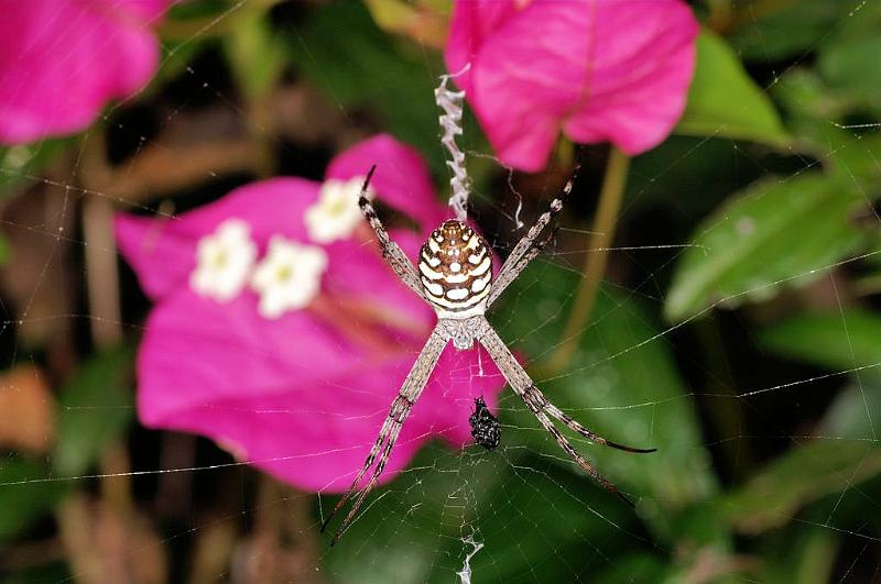 Argiope_picta_D5335_Z_91_Daintree-Cookstown_Australie.jpg