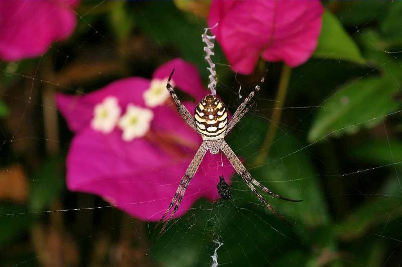 Argiope_picta_D5336_Z_88_Daintree-Cookstown_Australie.jpg