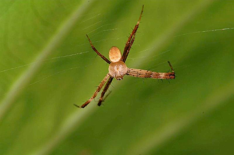 Argiope_picta_D5392_Z_88_Giru_Australie.jpg