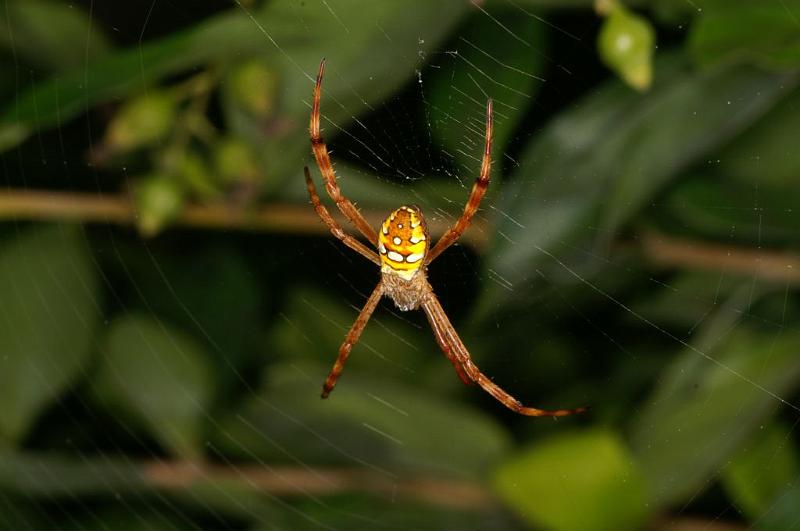 Argiope_picta_D5472_Z_89_Giru_Australie.jpg