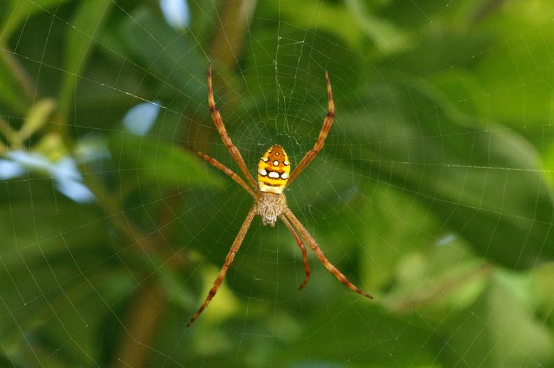 Argiope_picta_D5473_Z_90_Giru_Australie.jpg