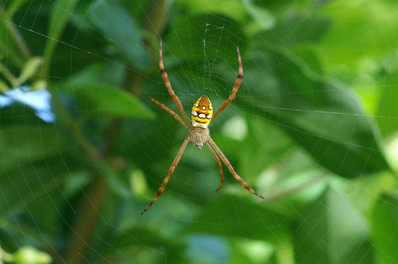 Argiope_picta_D5474_Z_90_Giru_Australie.jpg