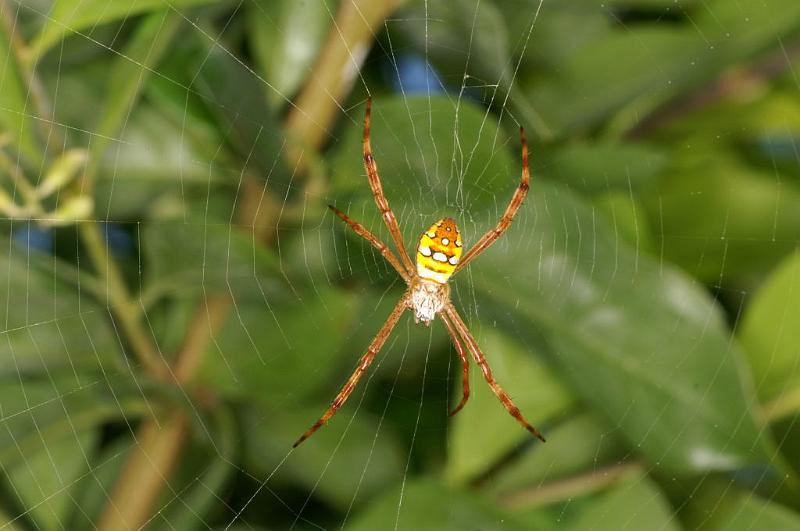 Argiope_picta_D5475_Z_90_Giru_Australie.jpg