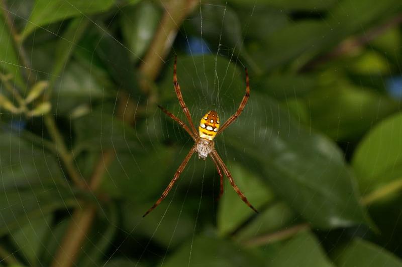 Argiope_picta_D5476_Z_90_Giru_Australie.jpg