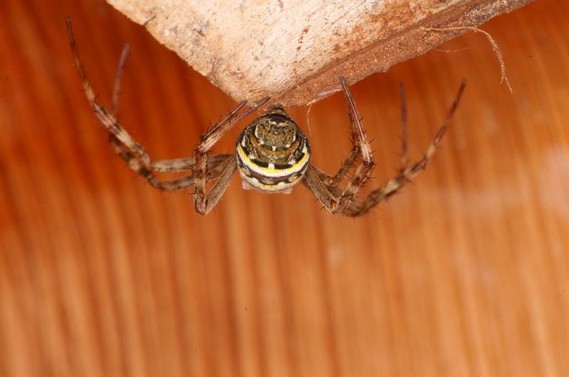 Argiope_picta_D8093_Z_88_Brisbane_Australie.jpg