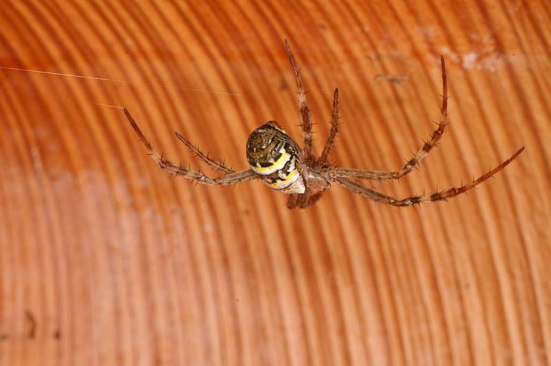 Argiope_picta_D8094_Z_88_Brisbane_Australie.jpg