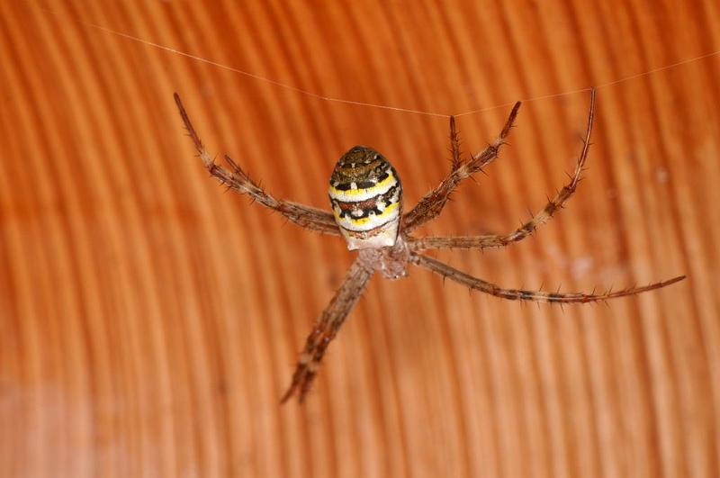 Argiope_picta_D8095_Z_89_Brisbane_Australie.jpg