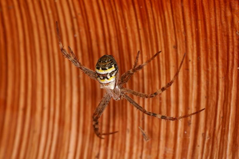 Argiope_picta_D8096_Z_90_Brisbane_Australie.jpg