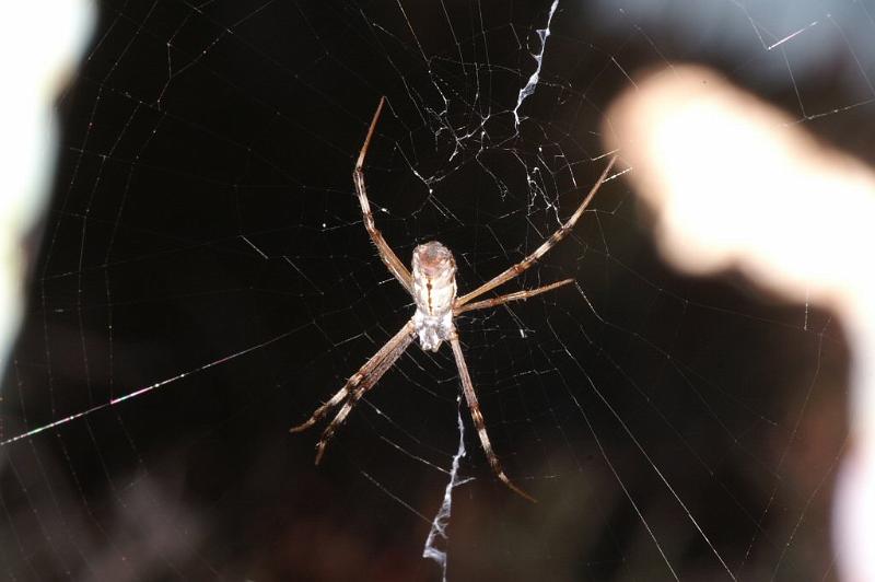 Argiope_protensa_D3334_Z_85_Corrigin_Australie.jpg