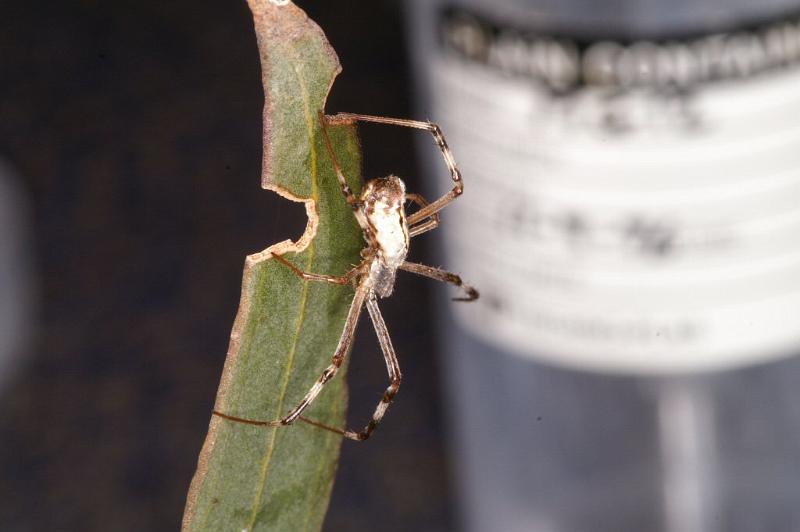 Argiope_protensa_D3374_Z_78_Widgiemooltha_Australie.jpg