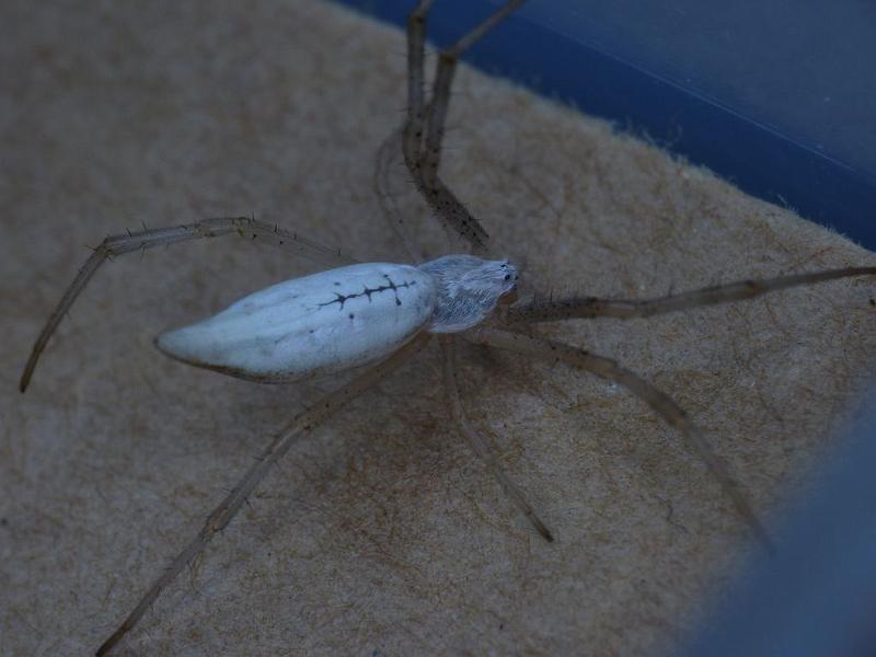 Argiope_protensa_D6457_Z_88_Brisbane_Australie.jpg