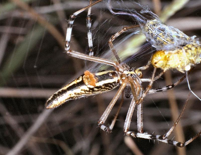 Argiope_syrmatica_F0626_Z_90_Collinsville_Australie.jpg