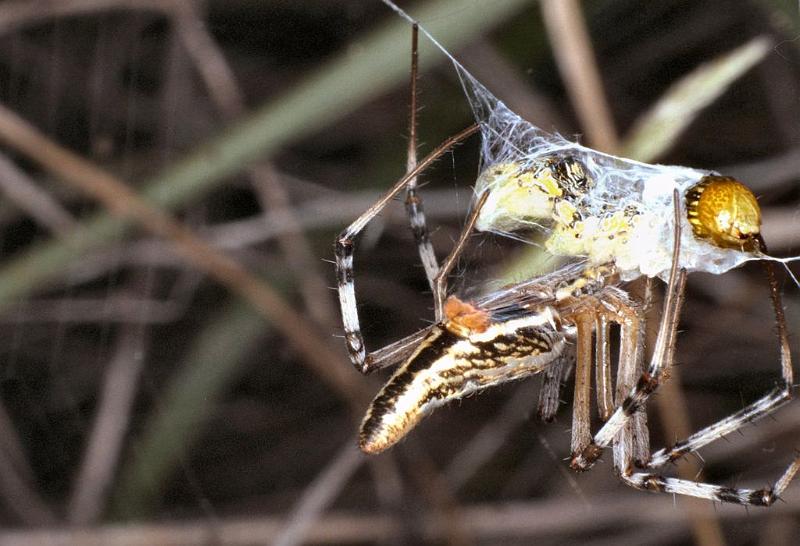 Argiope_syrmatica_F0627_Z_85_Collinsville_Australie.jpg