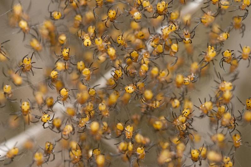 Argiope_trifasciata_D5902_Z_88_Tenerife_Spanje.jpg