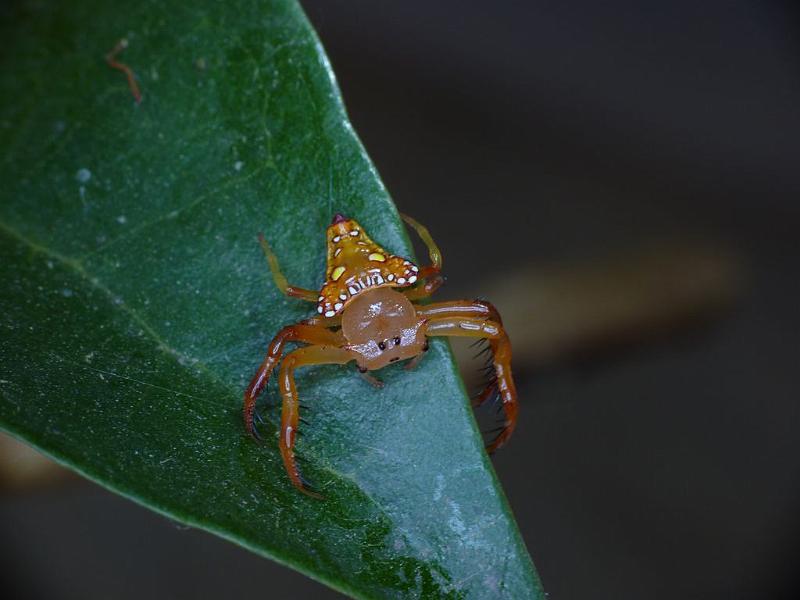 Arkys_lancearius_D6375_Z_90_Brisbane_Australie.jpg