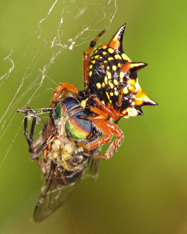 Astracantha_minax_D4498_Z_90_Badhoevedorp_Nederland.jpg