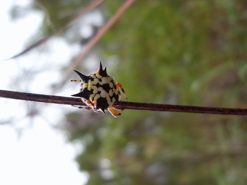 Astracantha_minax_D5658_Z_87_Northcliffe_Australie.jpg