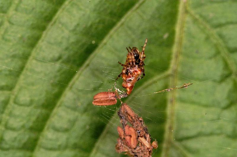 Cyclosa_ZZ388_D5428_Z_90_Yungaburra_Australie.jpg