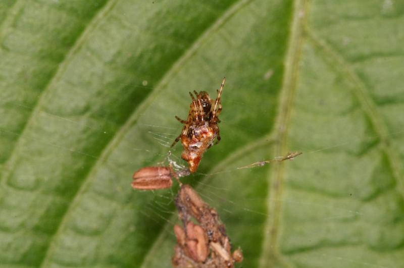 Cyclosa_ZZ388_D5429_Z_88_Yungaburra_Australie.jpg