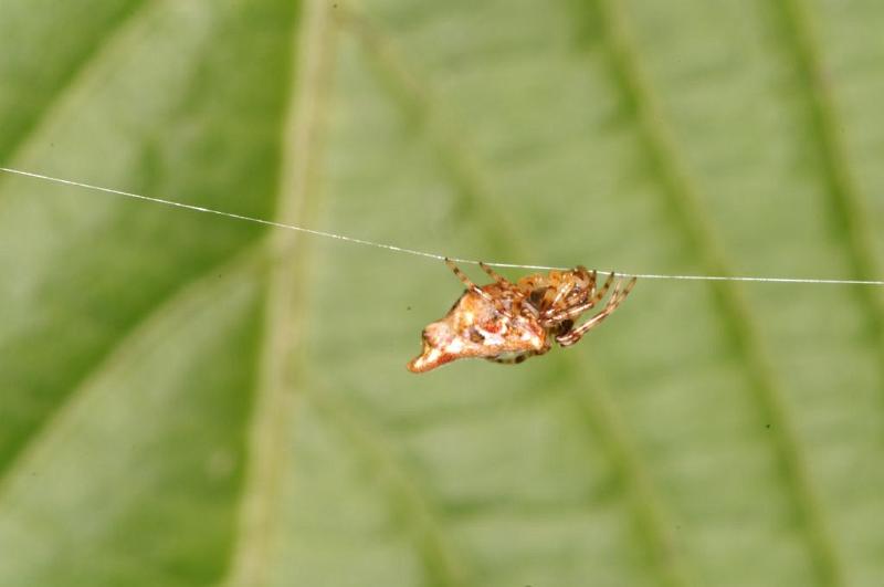 Cyclosa_ZZ388_D5430_Z_85_Yungaburra_Australie.jpg