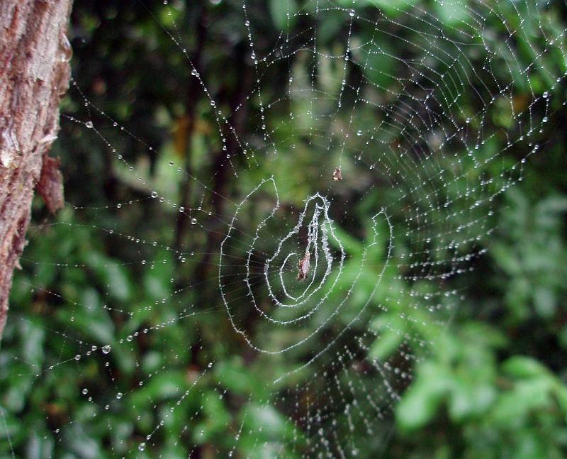 Cyclosa_insulana_D6345_O_90_Brisbane_Australie.jpg