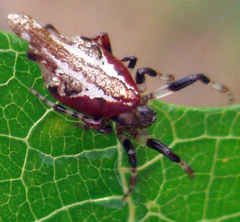 Cyclosa_insulana_D6346_Z_84_Brisbane_Australie.jpg