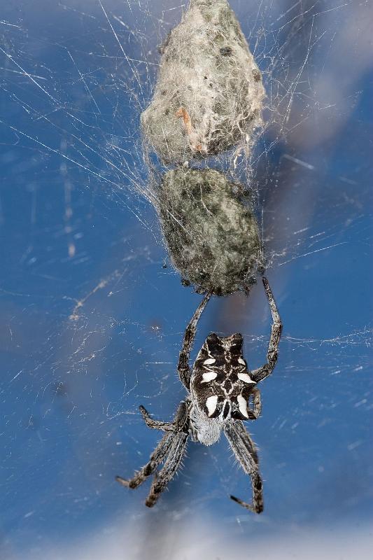 Cyrtophora_citricola_D5905_Z_90_Tenerife_Spanje.jpg