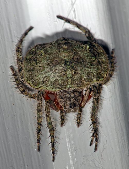 Dolophones_tuberculata_D4511_Z_85_-_Australie.jpg